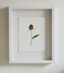 Rose Bud