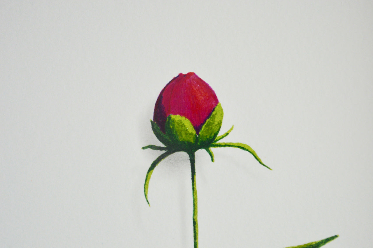 Rose Bud