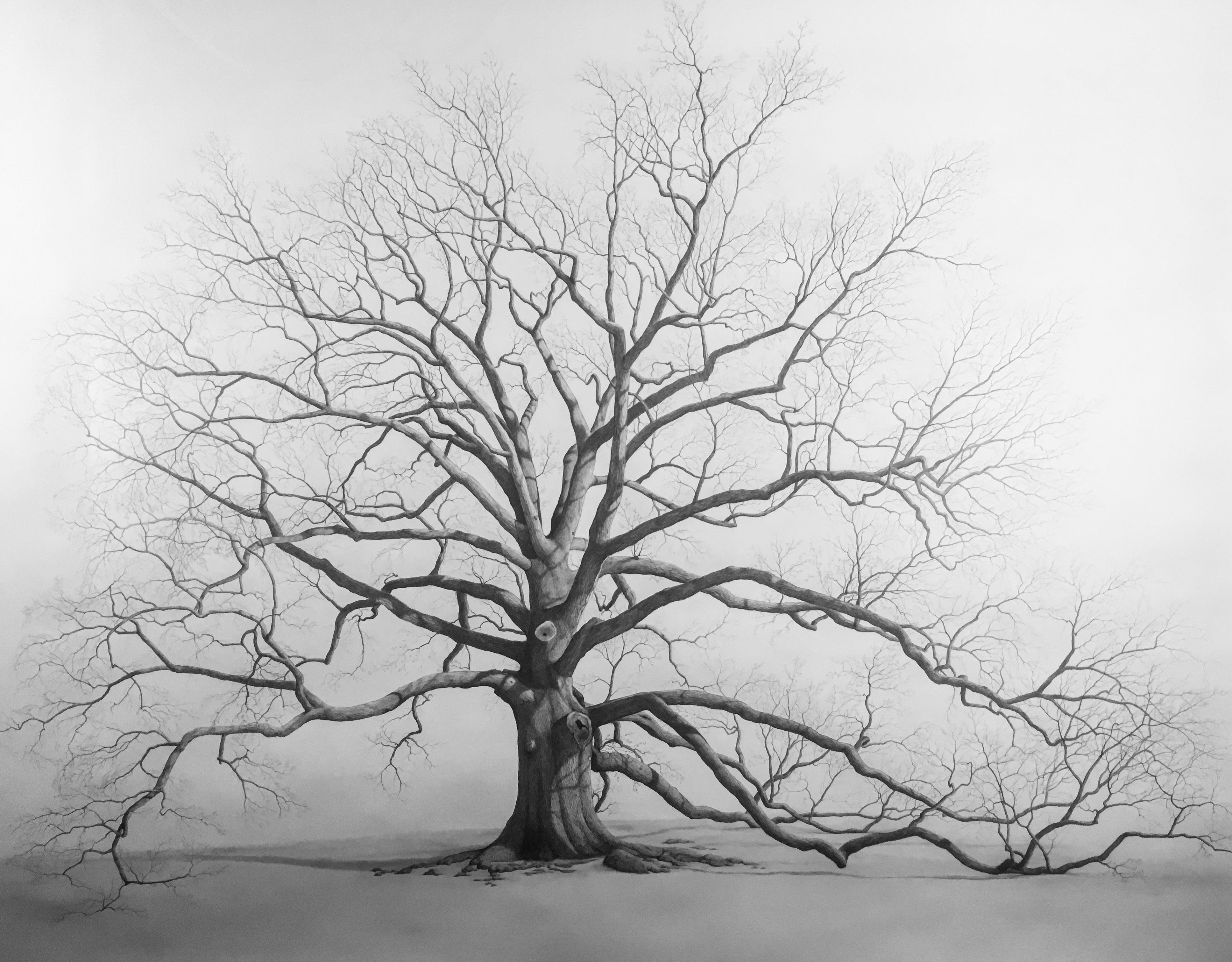Tree of Life