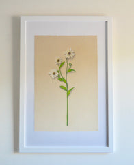 Wildflower