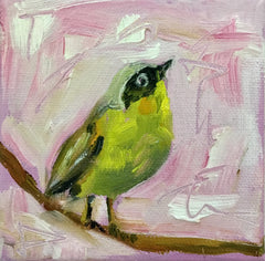 Southern Yellowthroat