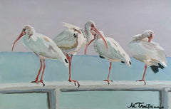 White Ibis